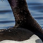 204A3545 Couple de Morillons